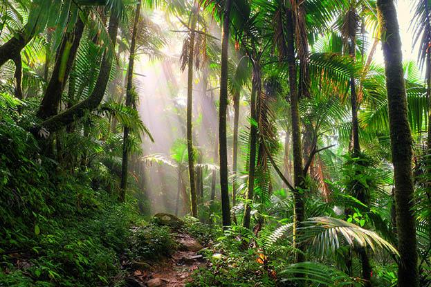 El Yunque, Puerto Rico