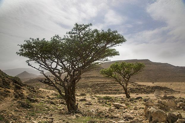 Salalah, Dhofar