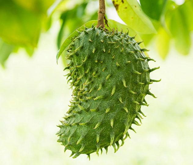 Santo Tomé y Príncipe: fruta verde del 