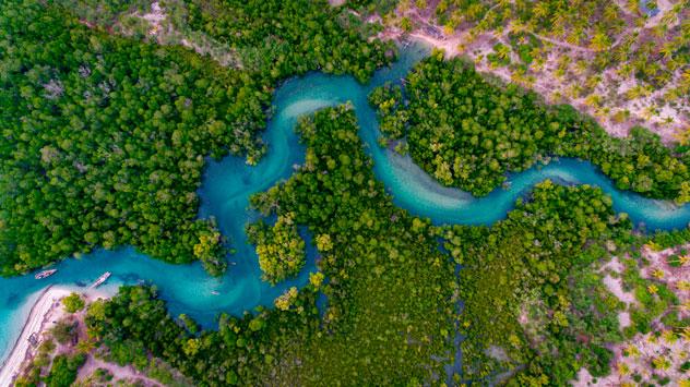 Manglares de la isla de Mafia.  © Moiz Husein Storyteller/Shutterstock