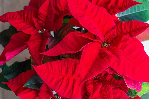 Poinsettias, la flor de navidad