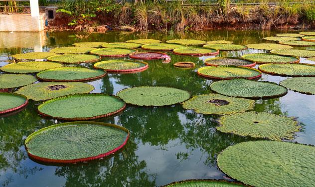 Flor de Guyana en los estanques de Botanical Gardens. © Mr.Wittawat Charoen/Shutterstock