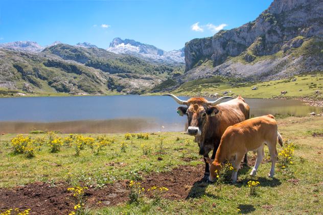 Parque Nacional de los Picos de Europa. Fabian Junge/Shutterstock ©