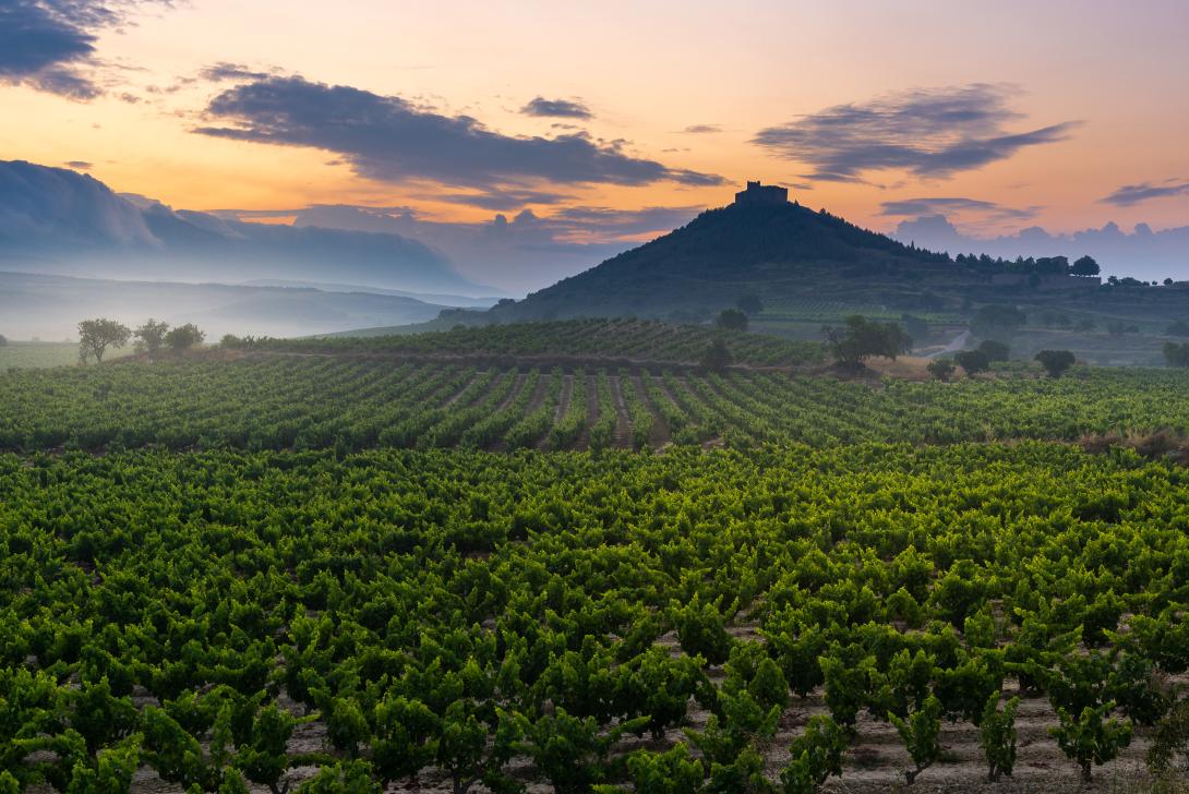 Viñas delante el castillo Davalillo en la Rioja © Alberto Loyo / Shutterstock