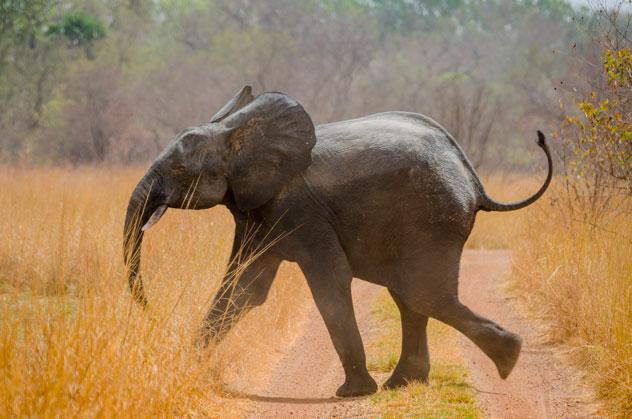 Elefante en el Parque Nacional de Pendjari, Fabian Plock/Shutterstock