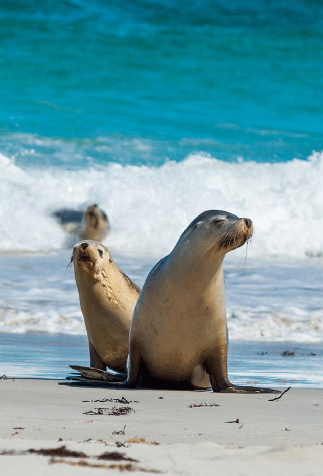 Seal Bay Conservation Park. ©Andy333/Shutterstock