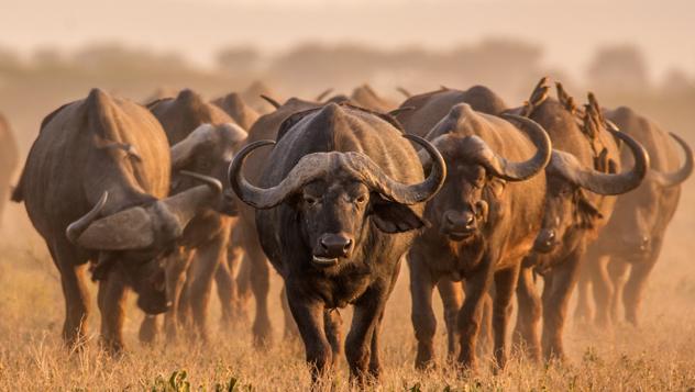 El búfalo cafre es una imagen común –e imponente– de la rica fauna de los parques nacionales de Sudáfrica © MHGALLERY / iStockphoto / Getty Images