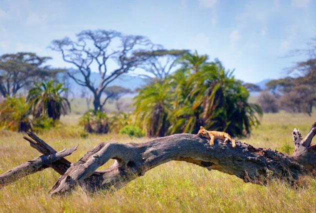 Un circuito en grupo reducido puede reducir el estrés de un viaje a África Oriental © Yury Birukov / Shutterstock