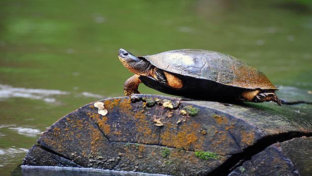 Playas donde ver tortugas en Costa Rica