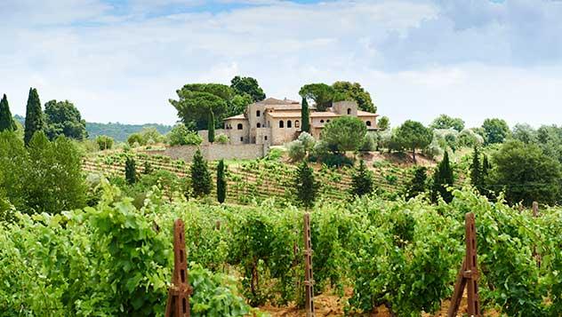 Viñedos en Chianti (La Toscana)